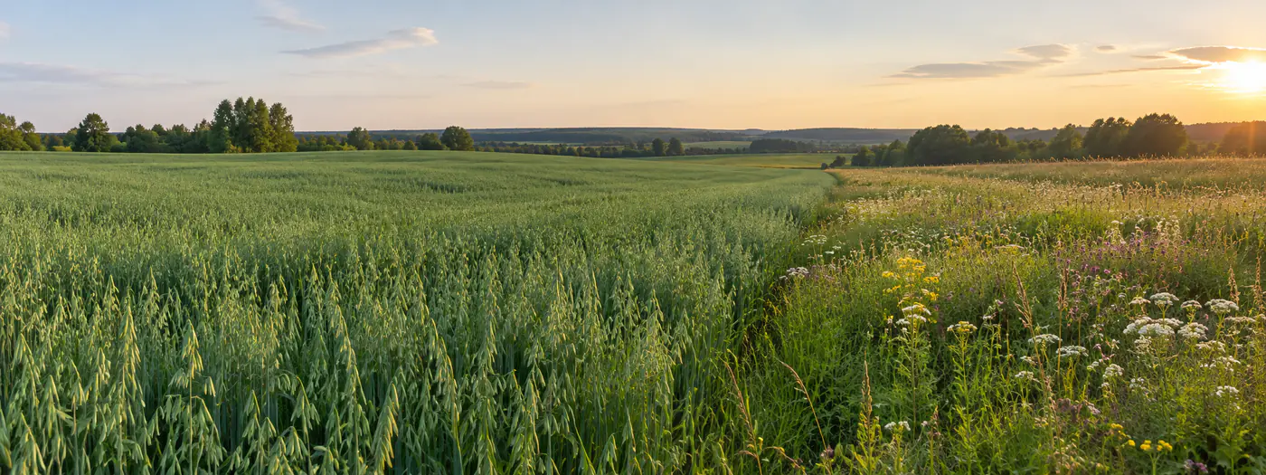Zielone pole owsa obok łąki z ziołami w wieczornym świetle